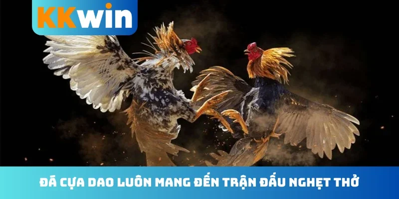 Đá cựa dao luôn mang đến trận đấu nghẹt thở