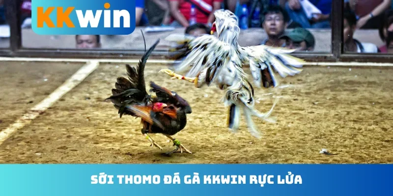 Sới Thomo đá gà KKwin rực lửa